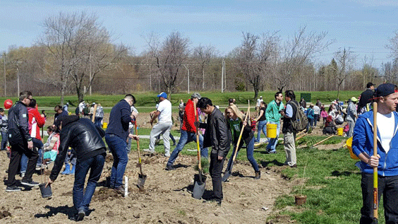 Downsview Park HOH Planting