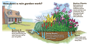 How Does a Rain Garden Work?