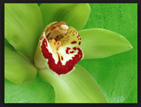Ladybug Florist Zen Design