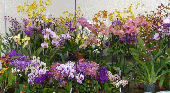 Orchids from COOS