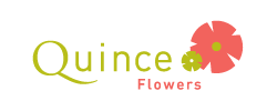 Quince Flowers