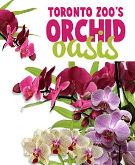 Orchid Oasis at the Toronto Zoo