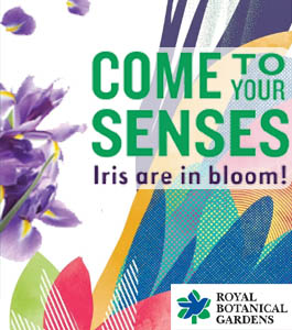 Royal Botanical Gardens Iris are in Bloom