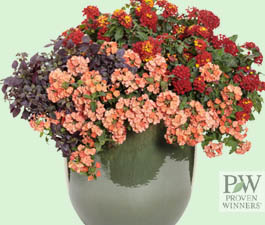 Orange Zest Container by Proven Winners