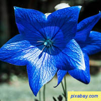 Bell Flower - Campanula
