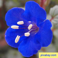 Desert Bluebell - Phacelia Campanularia