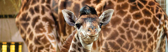 Amani the Baby Giraffe at the Toronto Zoo 2020