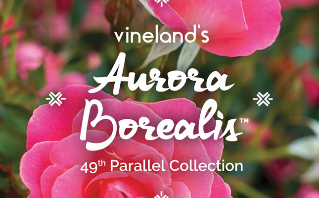 Aurora Borealis Rose by Vineland
