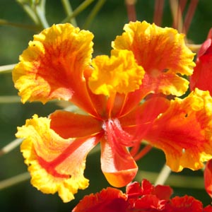 Barbados Flower