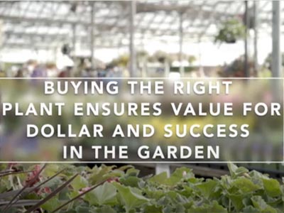 Buying Plants Video by Mark & Ben Cullen