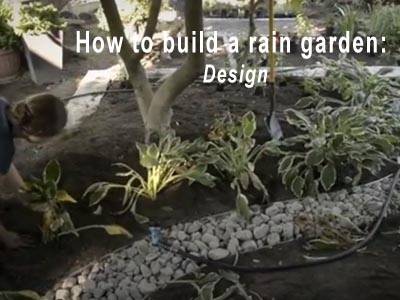 Rain Garden Video 3