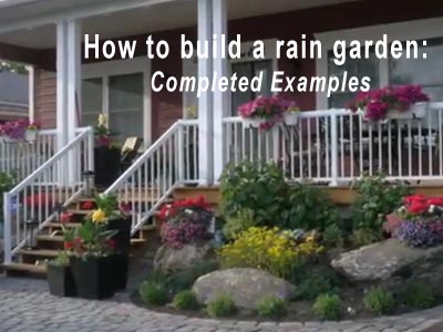 Rain Garden Video 7