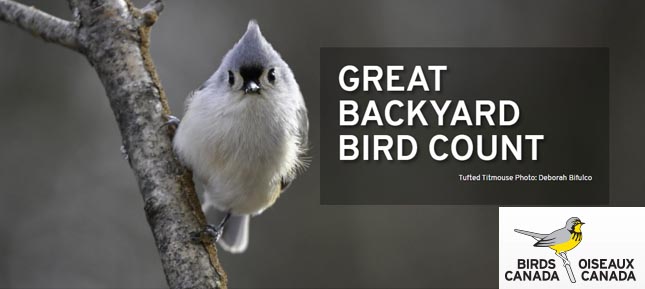 Backyard Bird Count