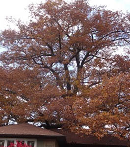 Toronto 250 year old Red Oak photo by Edith George