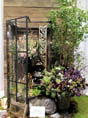 Sweetpea's