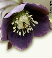 Rob Price Hellebore