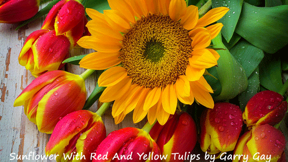 Garry Gay Sunflower & Tulips