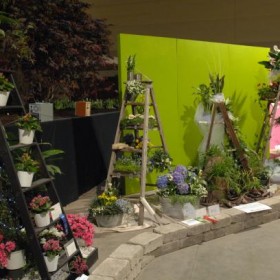 Toronto Flower Show