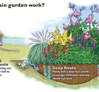 How A Rain Garden Works
