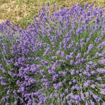 Neob Lavender