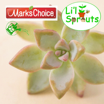 Li'l Sprouts All About Succulents