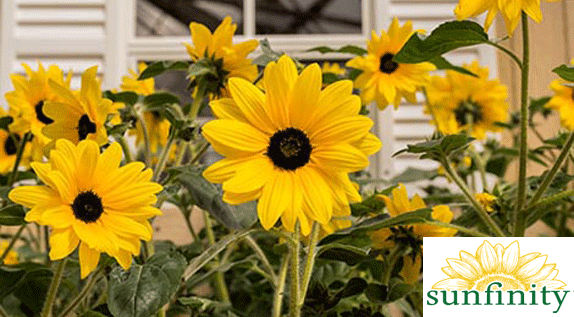 Sunfinity Sunflowers