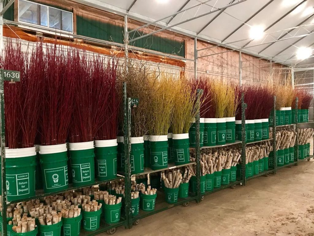 Cabbage Rose Canada Blooms