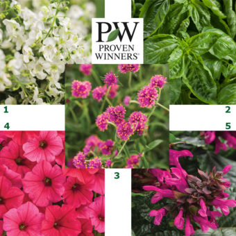Proven Winners 2019 Must See Plants