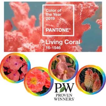 Pantone Colour of the Year: Coral