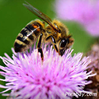 Bee Pic from Pixabay.com