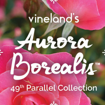 Aurora Borealis Rose from Vineland