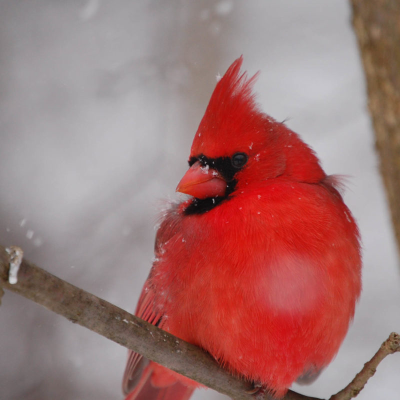 fnj8Z BIRD RED CARDINAL WINTER AND PINE CONE FRIDGE MAGNET 